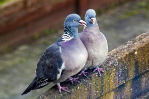 Understanding Co-Authorship: The Pursuit of a Solemn Trust