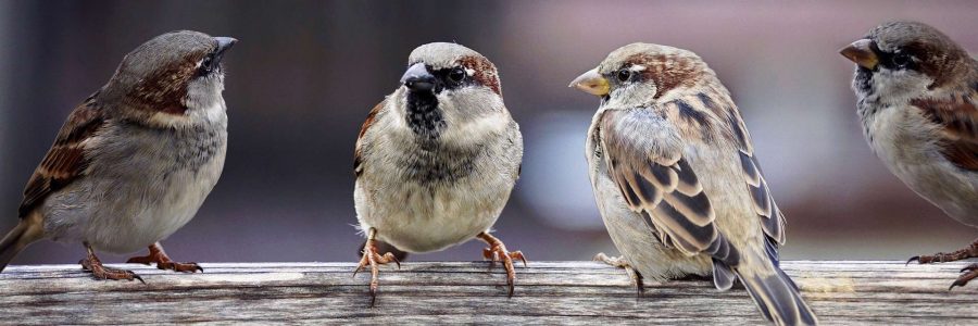 Understanding Peer Reviews: How to Seek One Properly